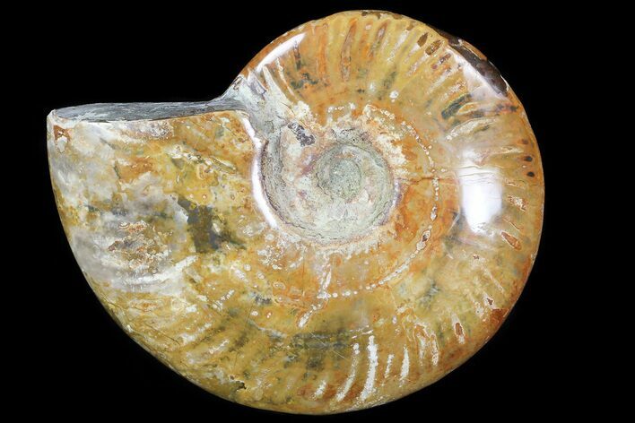 Polished, Agatized Ammonite (Cleoniceras) - Madagascar #76106